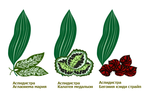 Сочетание формы, фактуры и расцветки листьев Аспидистры с листьями Аглаонемы, Калатеи и Бегонии