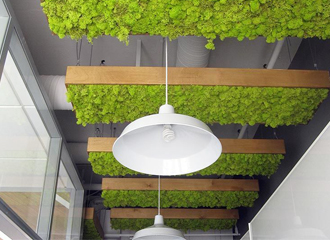 Озеленение потолка интерьера стабилизированным мхом