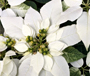 Пуансеттия Euphorbia pulcherrima Princettia Pure White. Пример применения в фитодизайне