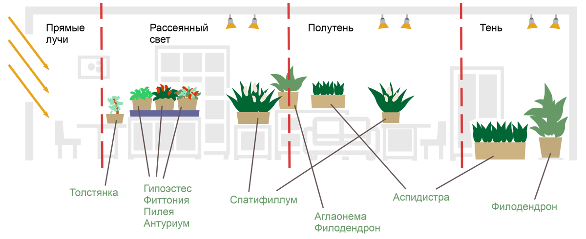 Интерьер с зонами различной освещённости и растениями